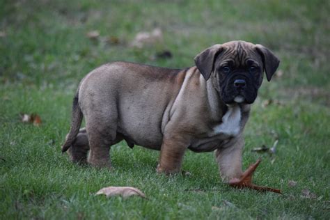 Presa canario puppies for sale craigslist - 25 cute Miniature American Shepherd puppies for sale | Good Dog. Breeders. Purebred. Affenpinscher. Afghan Hound. Airedale Terrier. Akbash. Akita. Alapaha Blue Blood …